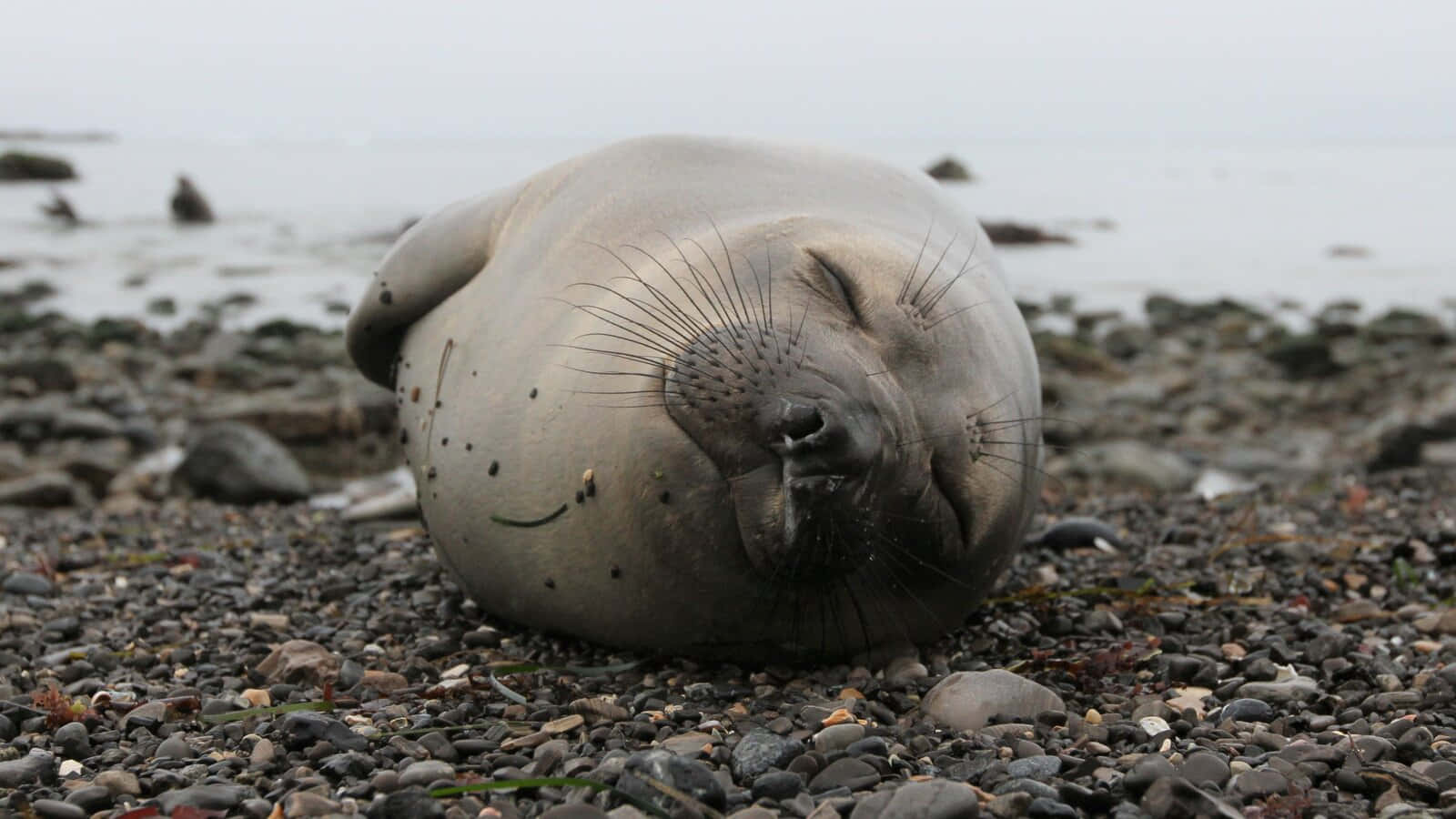 Resting Elephant Sealon Pebble Beach.jpg Wallpaper