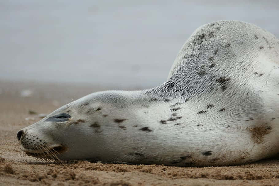 Resting Gray Sealon Sand.jpg Wallpaper