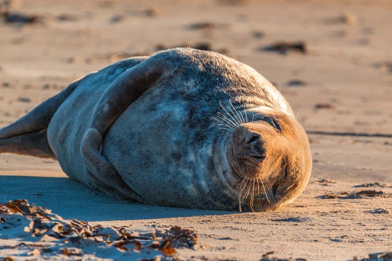 Resting Gray Sealon Sandy Beach Wallpaper