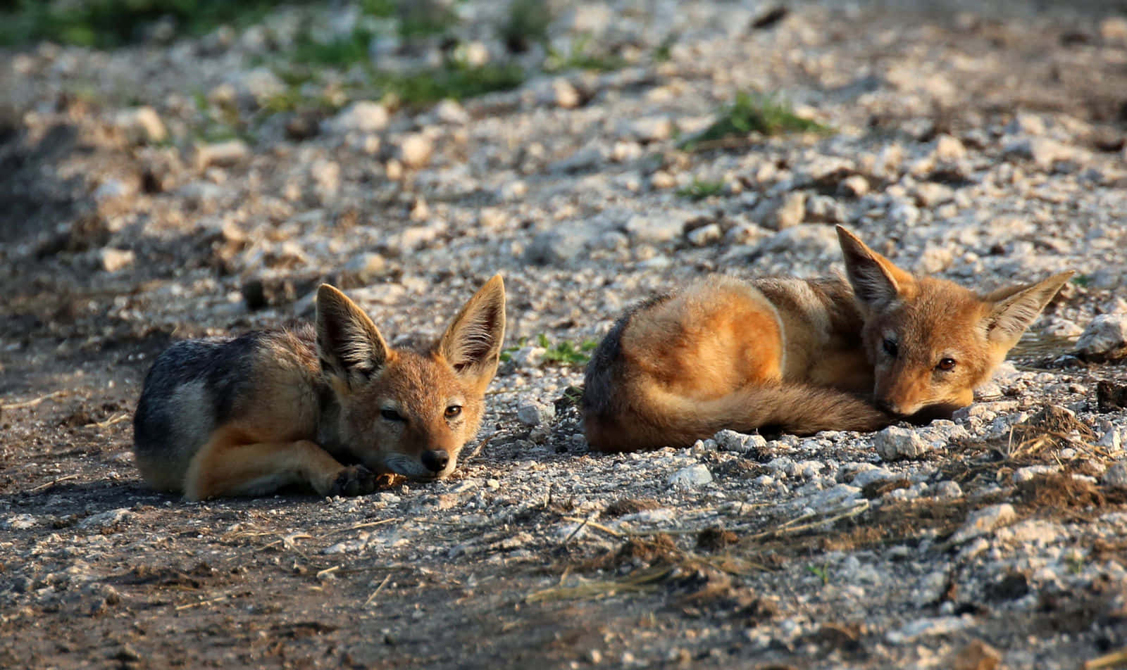 Resting Jackal Pups Wallpaper