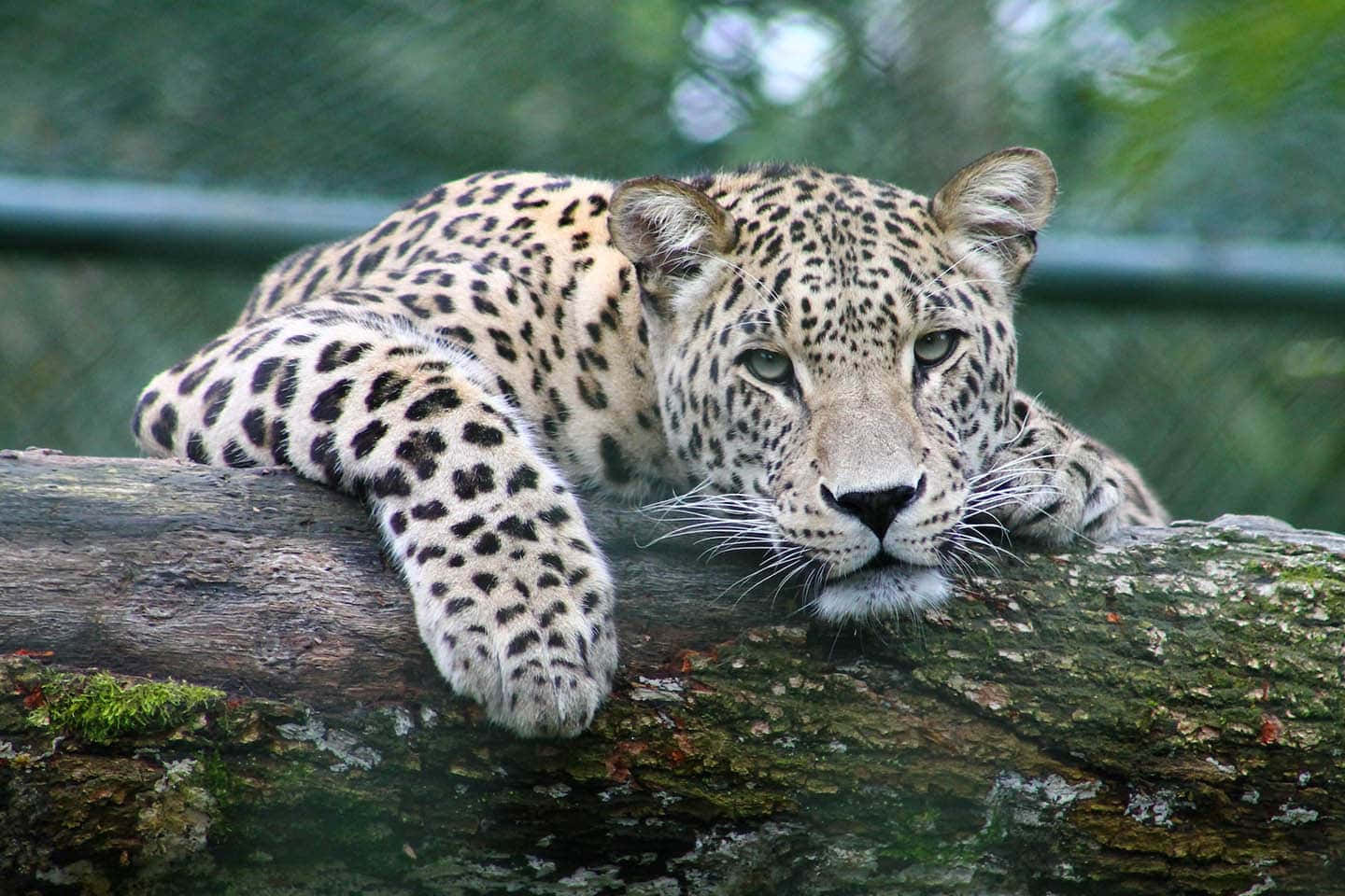 Resting_ Leopard_ Gaze.jpg Wallpaper