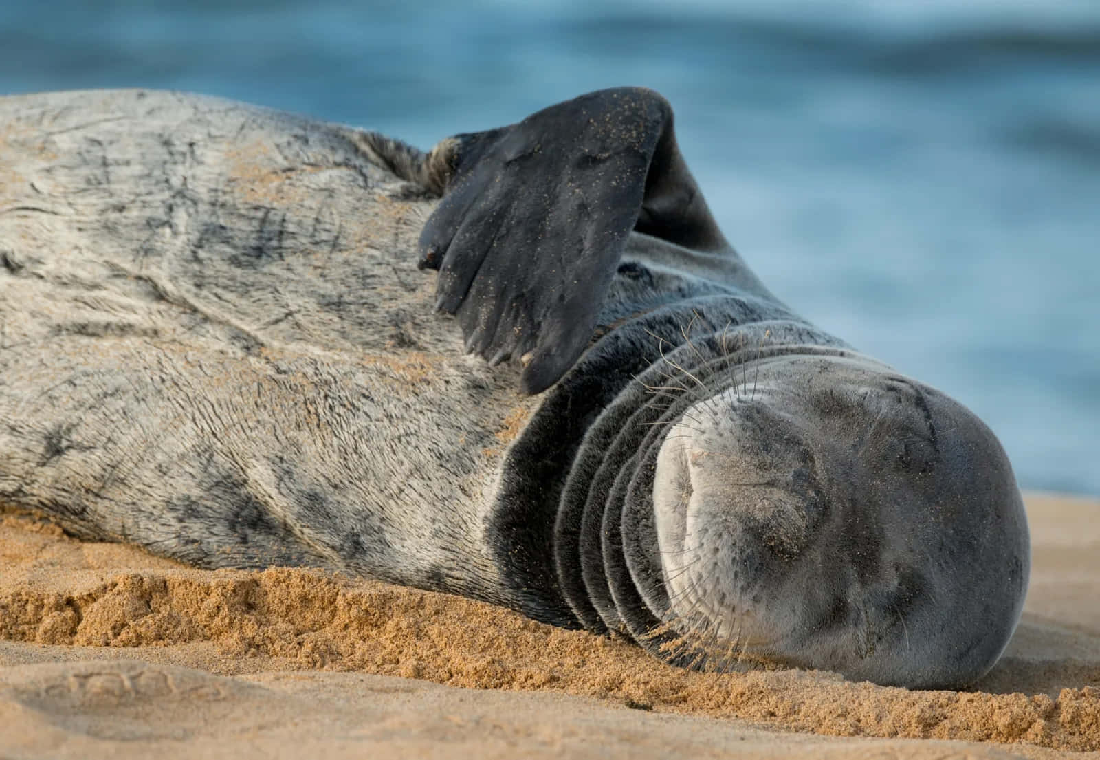 Resting Monk Sealon Beach Wallpaper