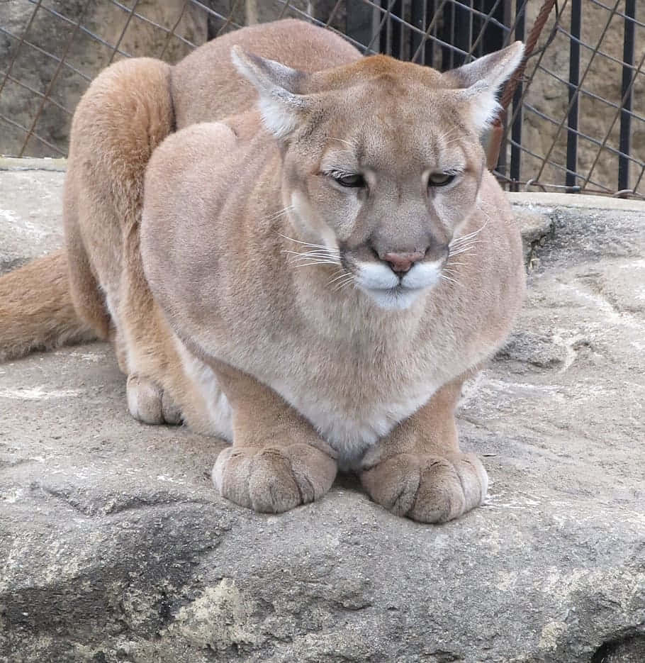 Resting Mountain Lion Wallpaper