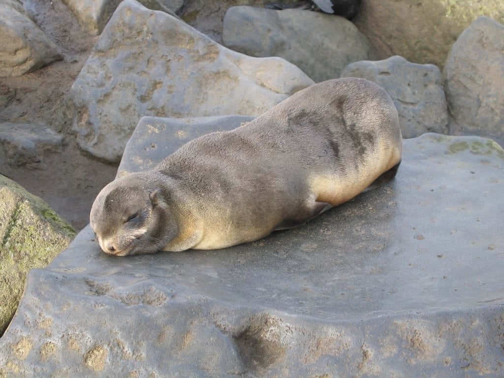 Resting Northern Fur Seal Wallpaper