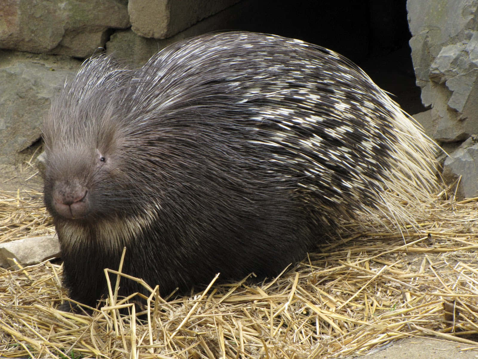 Resting Porcupineon Straw Wallpaper