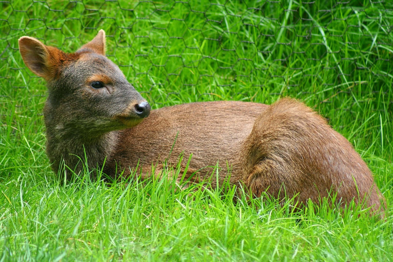 Resting Puduin Green Grass.jpg Wallpaper