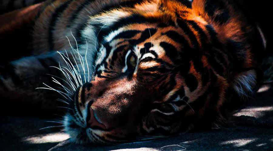 Resting_ Tiger_in_ Shade.jpg Wallpaper