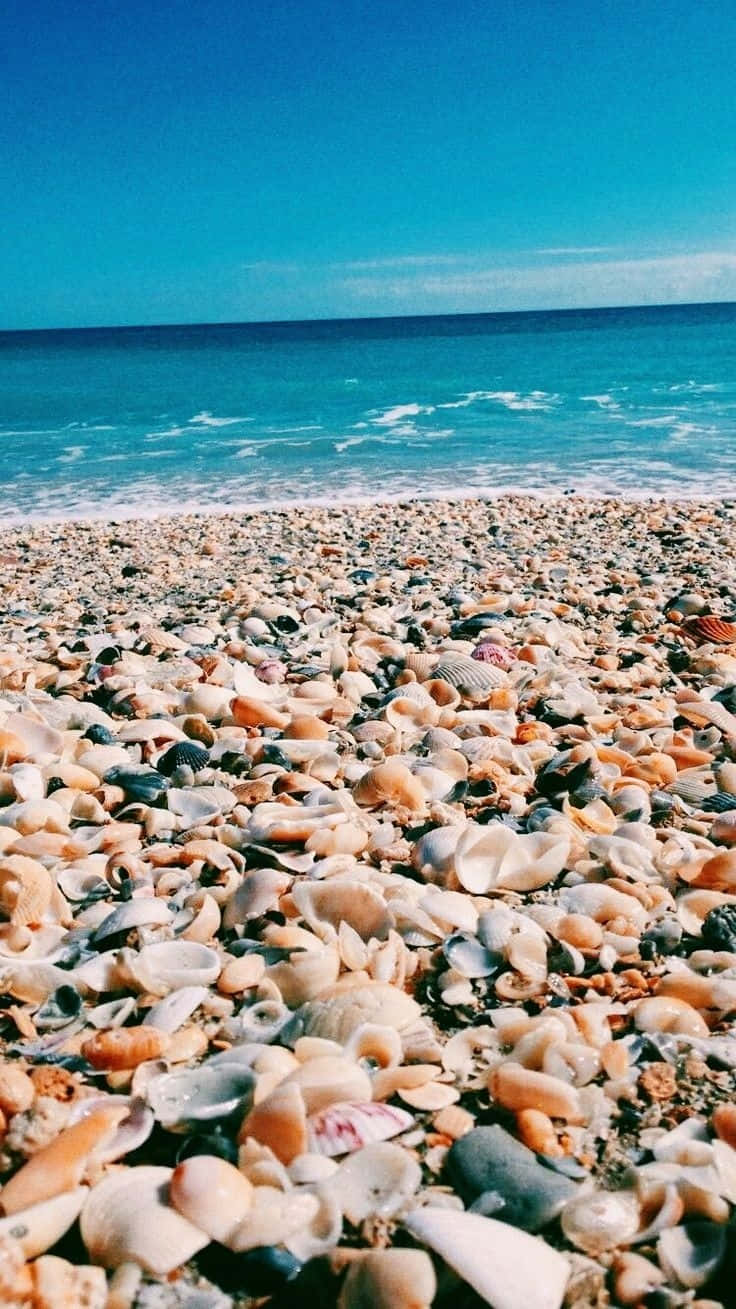 Retro_ Summer_ Shell_ Beach Wallpaper