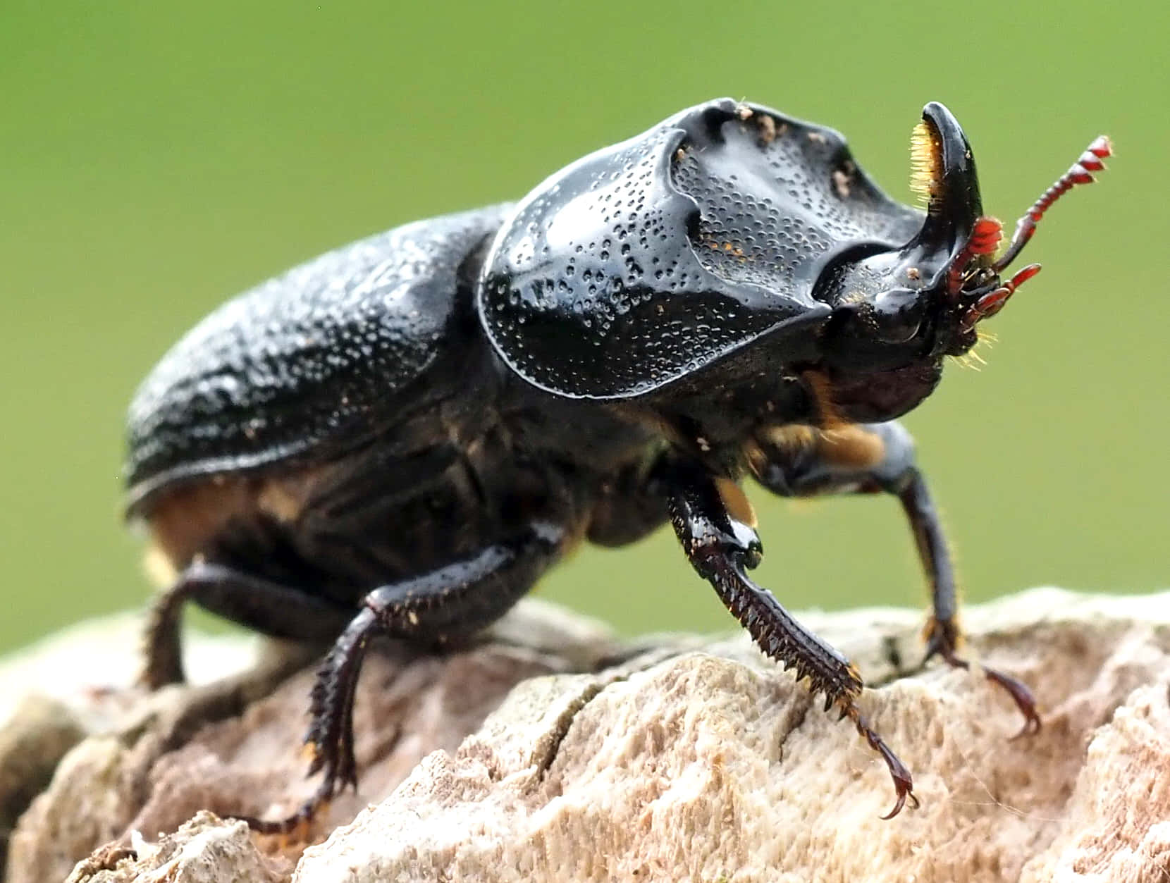 Rhinoceros Beetle Close Up Wallpaper