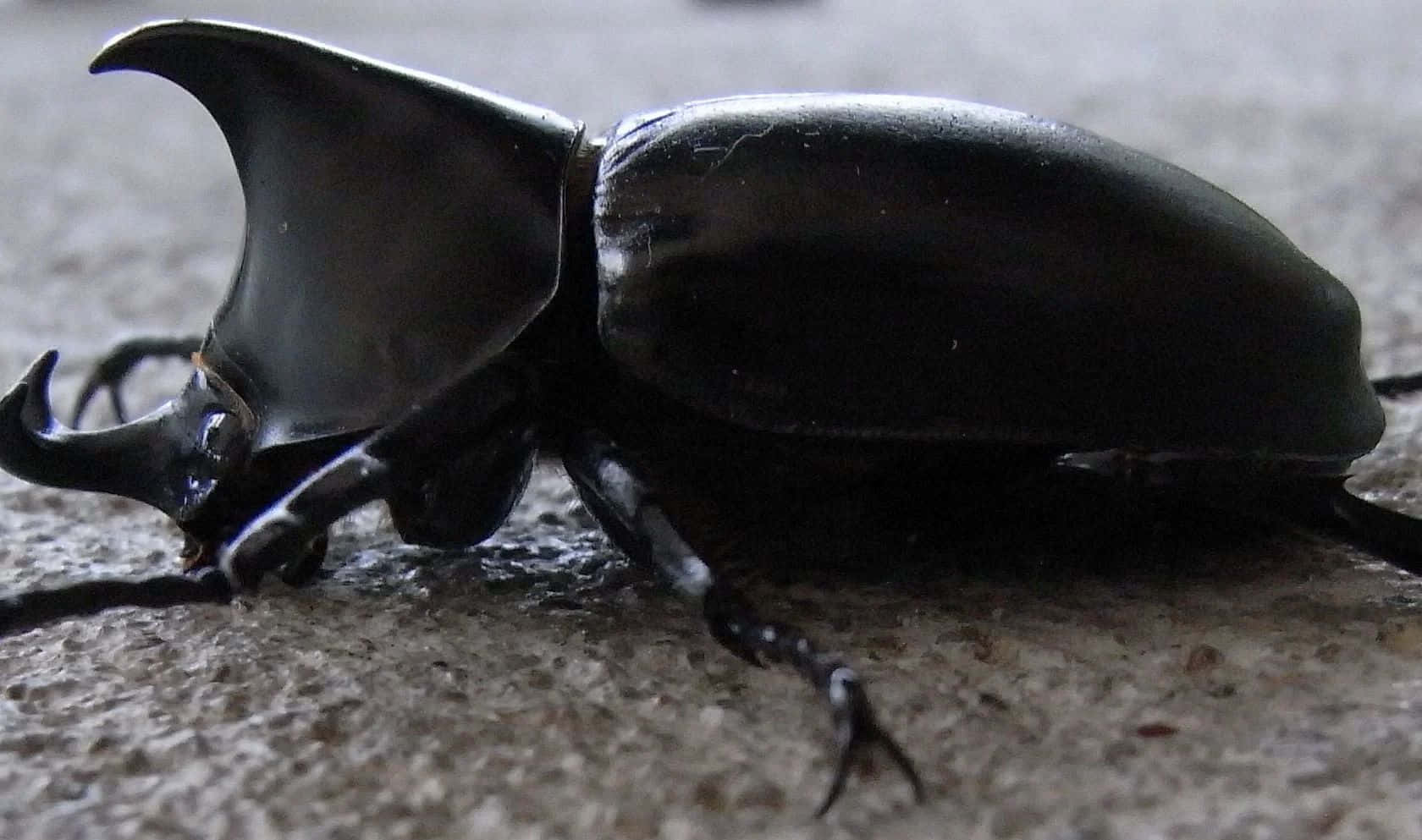 Rhinoceros Beetle Close Up Wallpaper