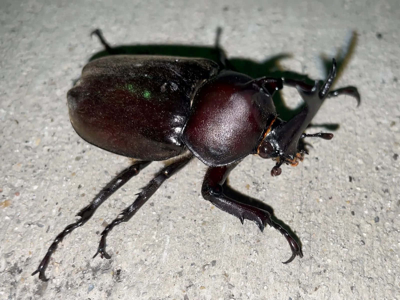 Rhinoceros Beetle Closeup Wallpaper