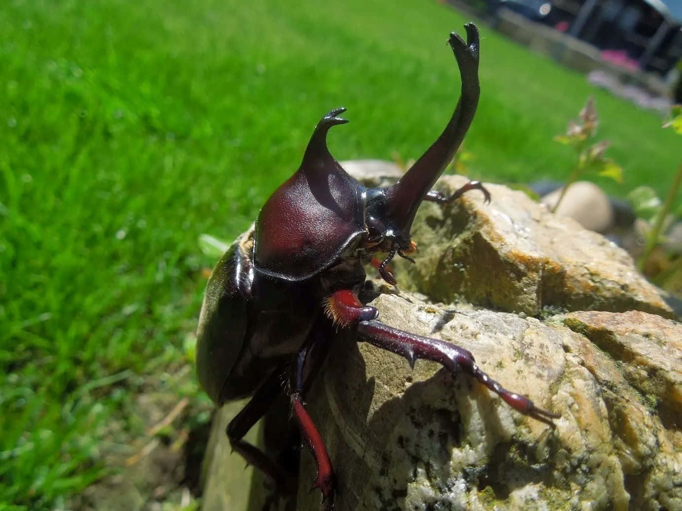 Rhinoceros Beetle On Stone Wall Wallpaper