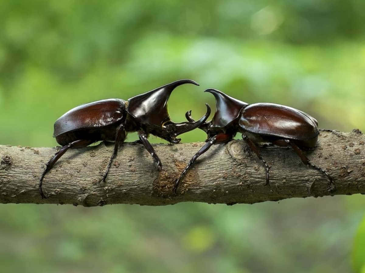 Rhinoceros Beetles Duelon Branch Wallpaper