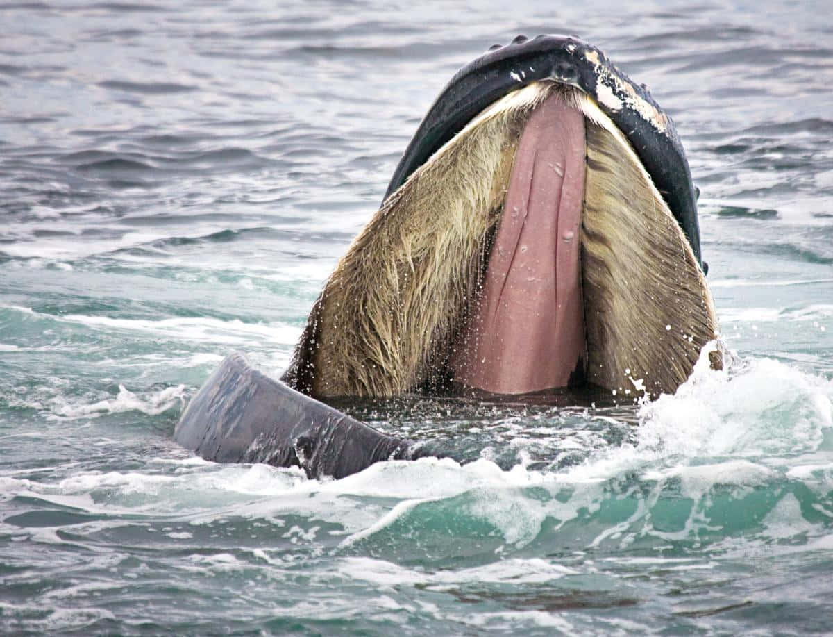 Right Whale Feeding Behavior Wallpaper