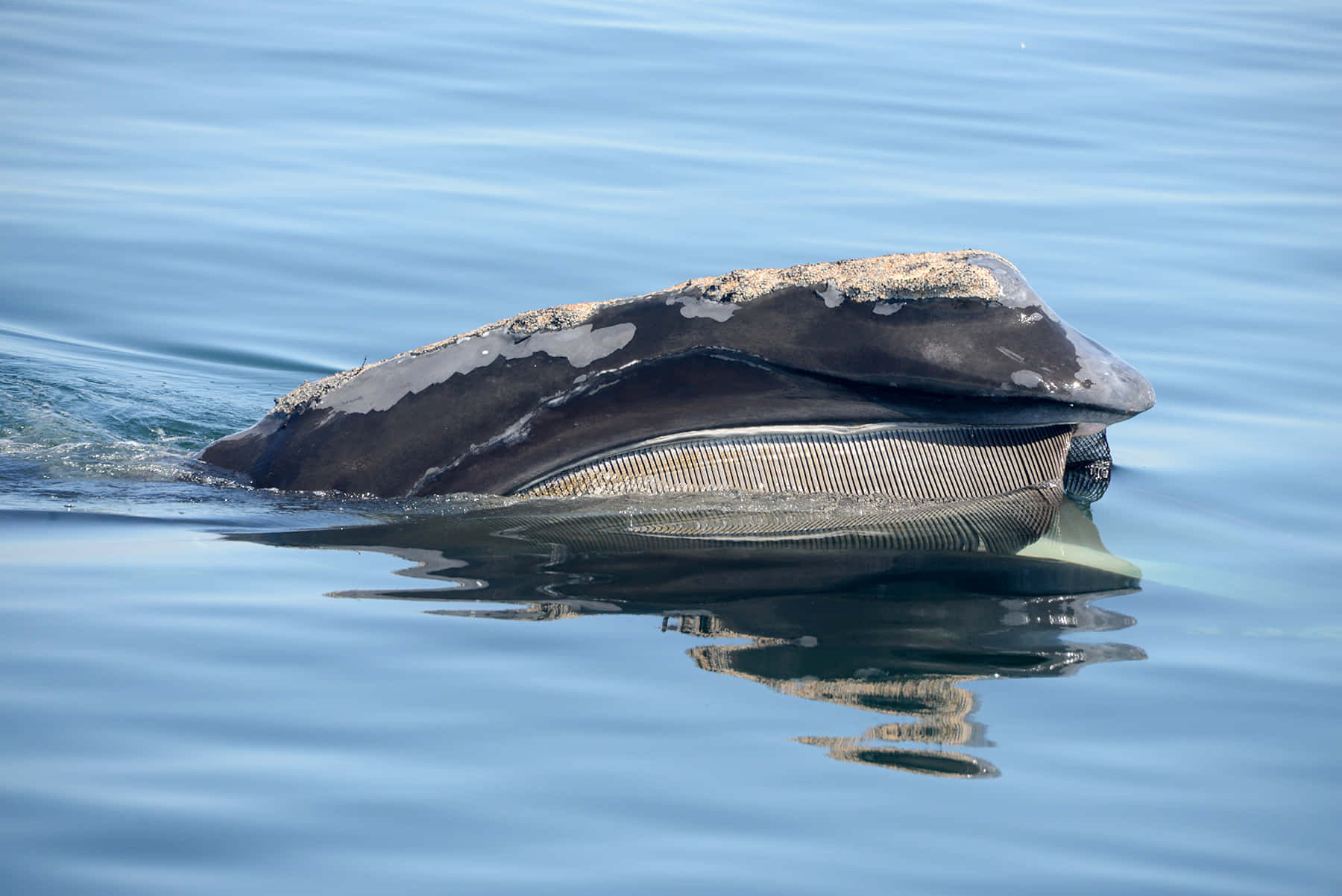 Right Whale Surface Feeding Wallpaper