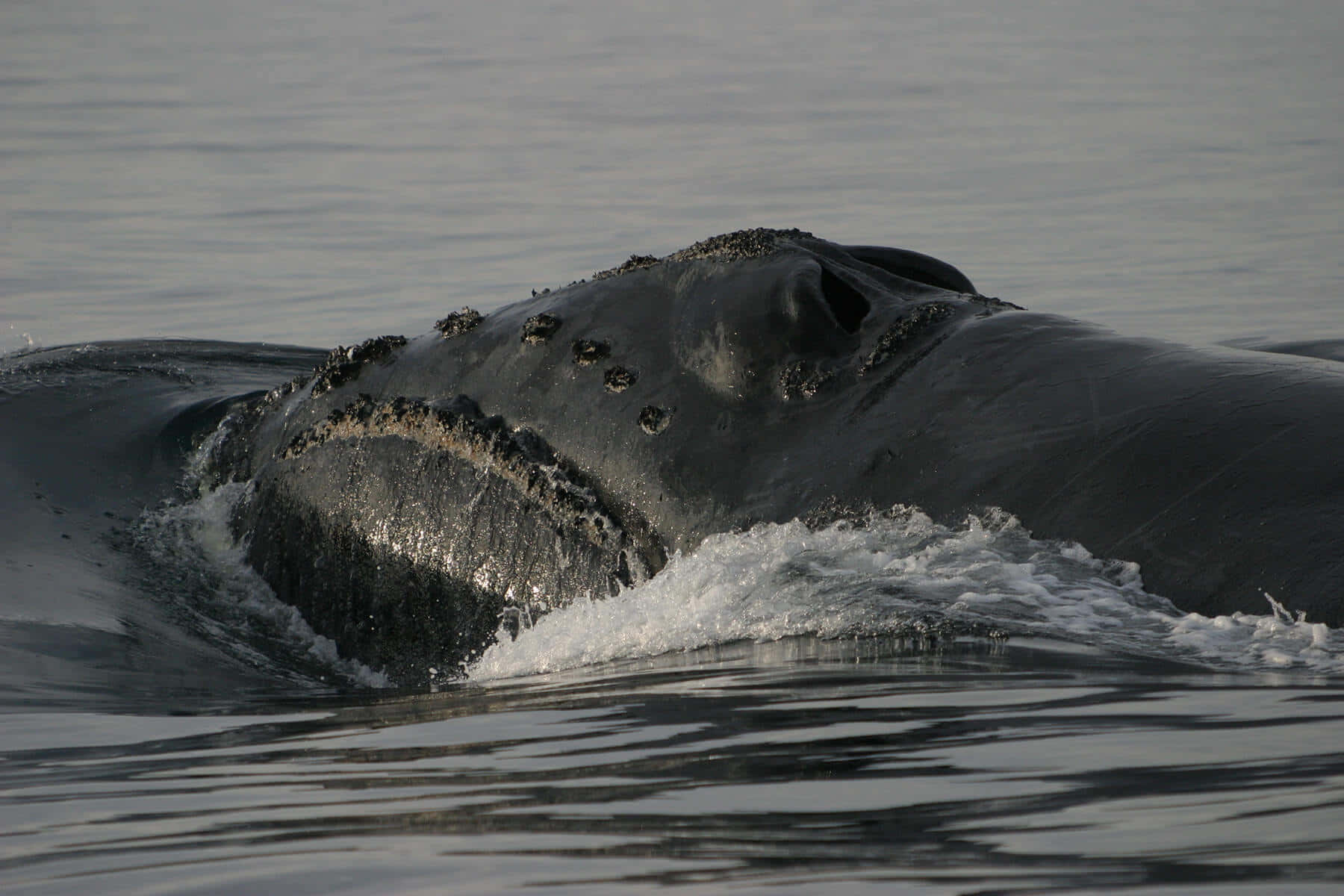 Right Whale Surfacing Wallpaper