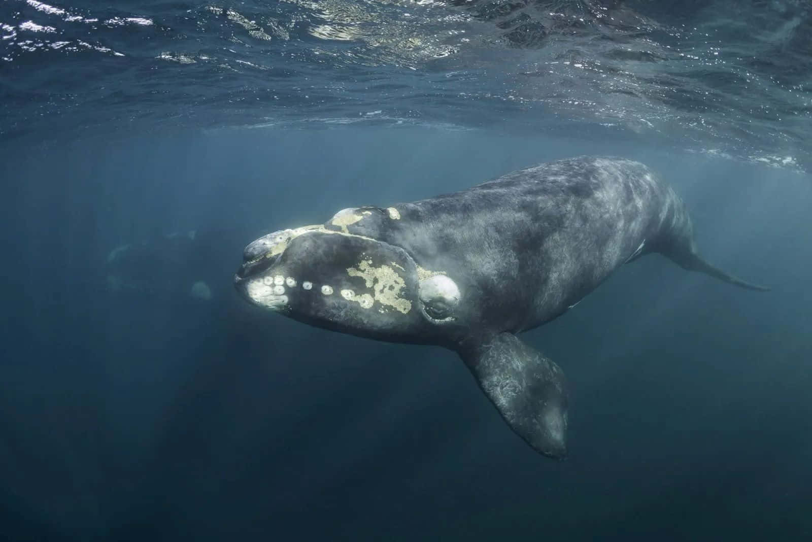 Right Whale Underwater View Wallpaper