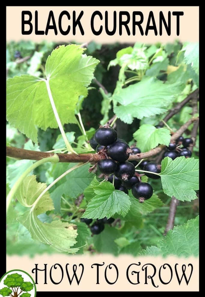 Ripe And Delicious Black Currant Wallpaper