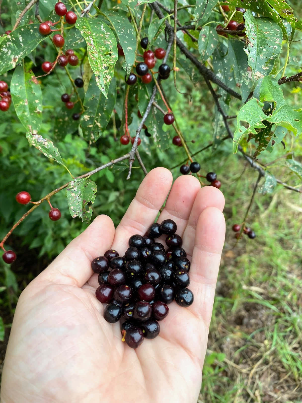 Ripe And Ready Black Cherries Wallpaper