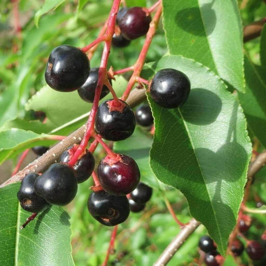 Ripe Black Cherries Wallpaper