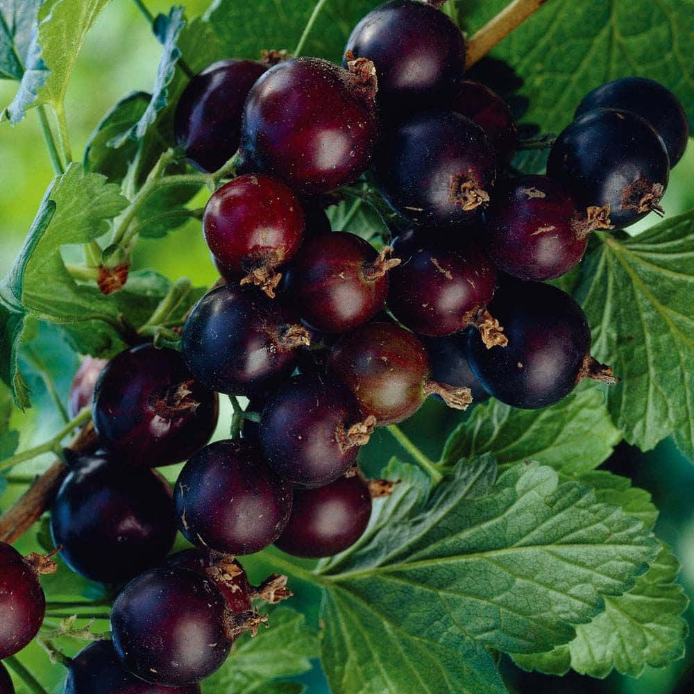 Ripe Black Currant Fruit Wallpaper