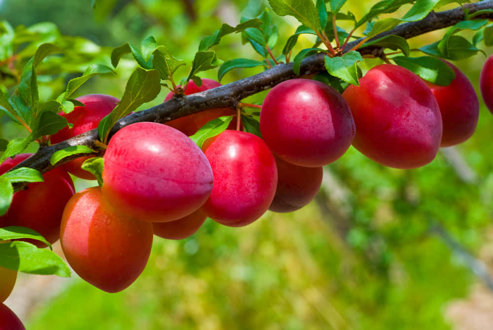 Ripe Purple Plums Ready For Picking Wallpaper