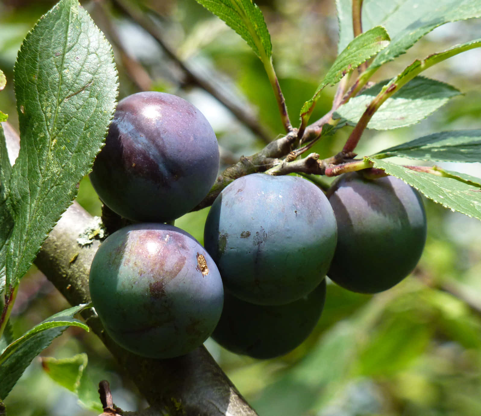 Ripening Damson Plums On A Branch Wallpaper