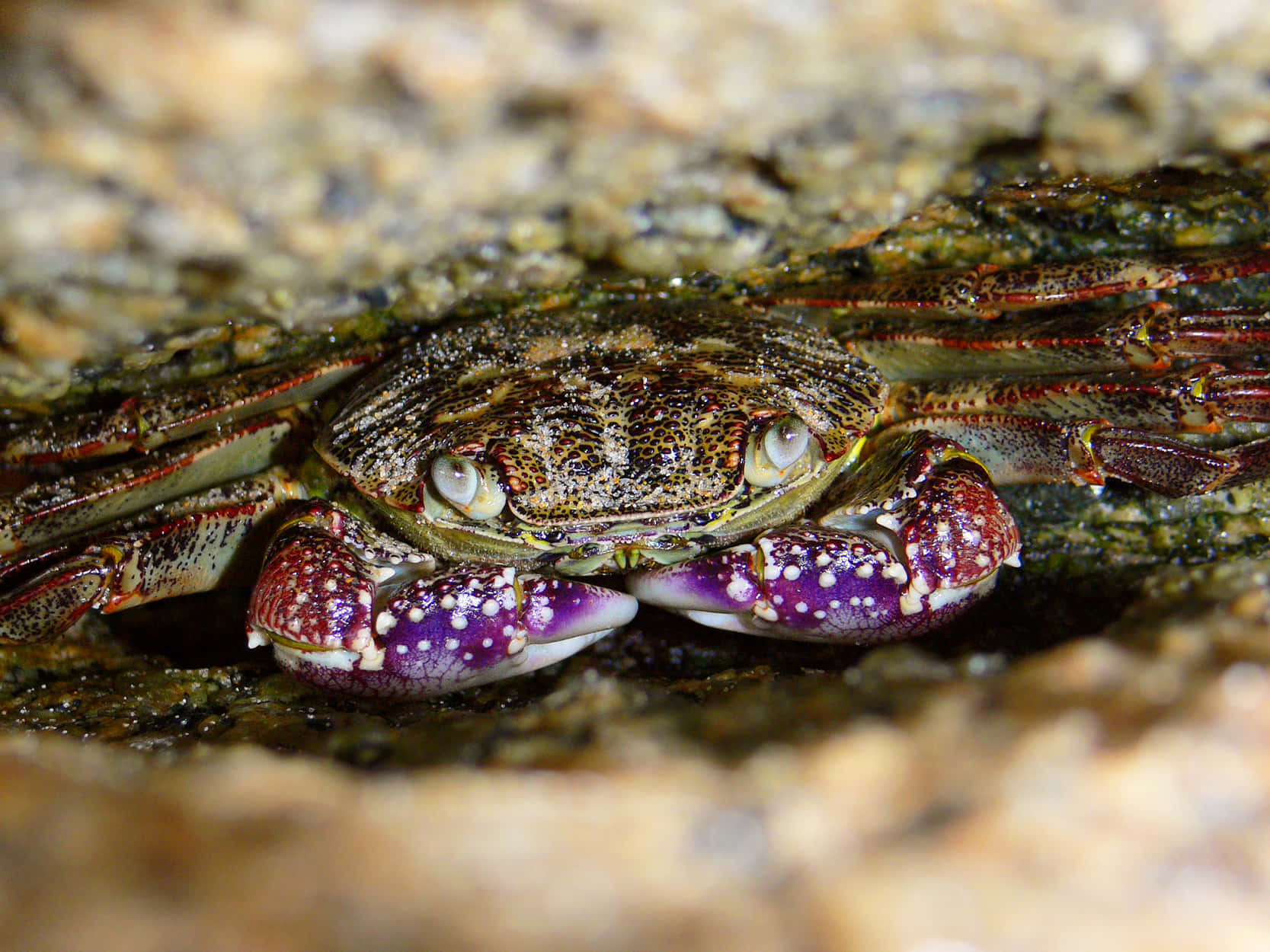 Rock Crab Camouflage Wallpaper