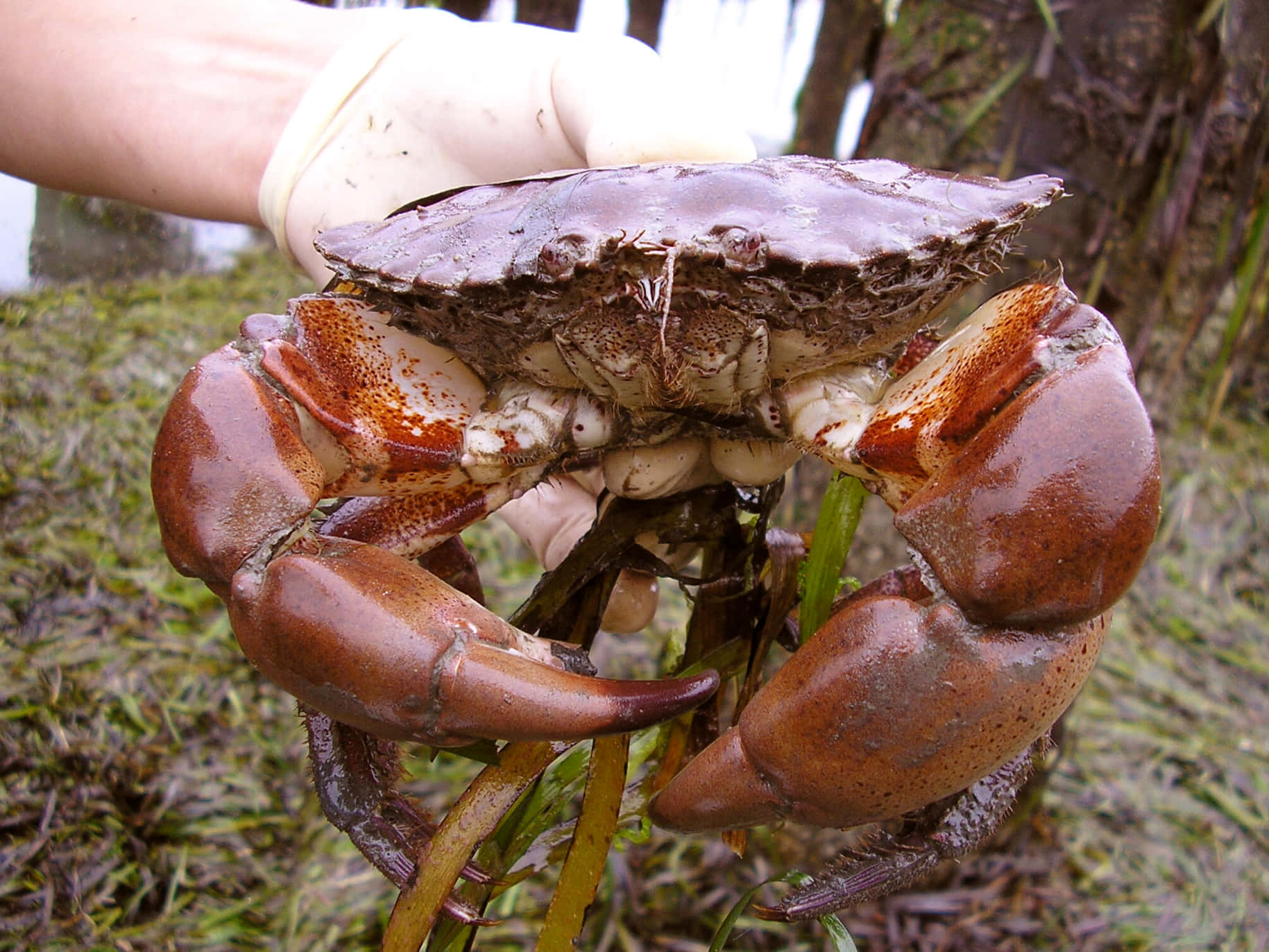 Rock Crab Heldin Gloved Hand Wallpaper