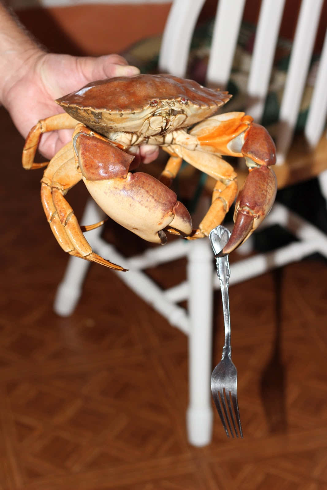 Rock Crab Holding Fork Wallpaper