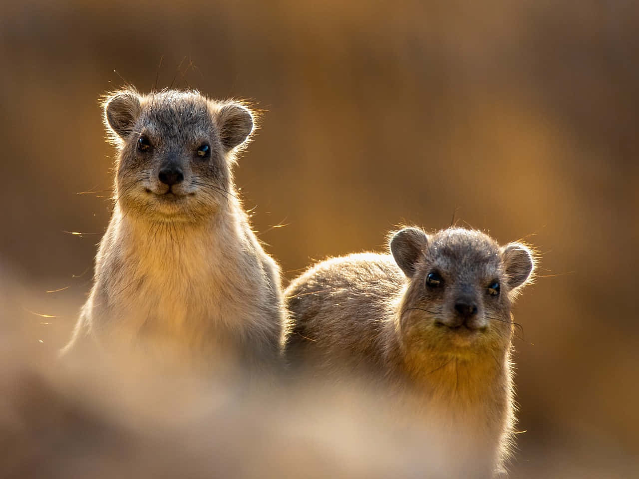 Rock Hyraxes Baskingin Sunlight Wallpaper