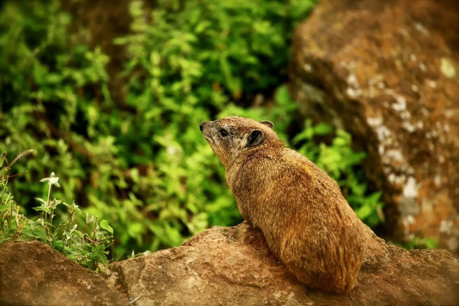 Rock Hyraxon Lookout Wallpaper