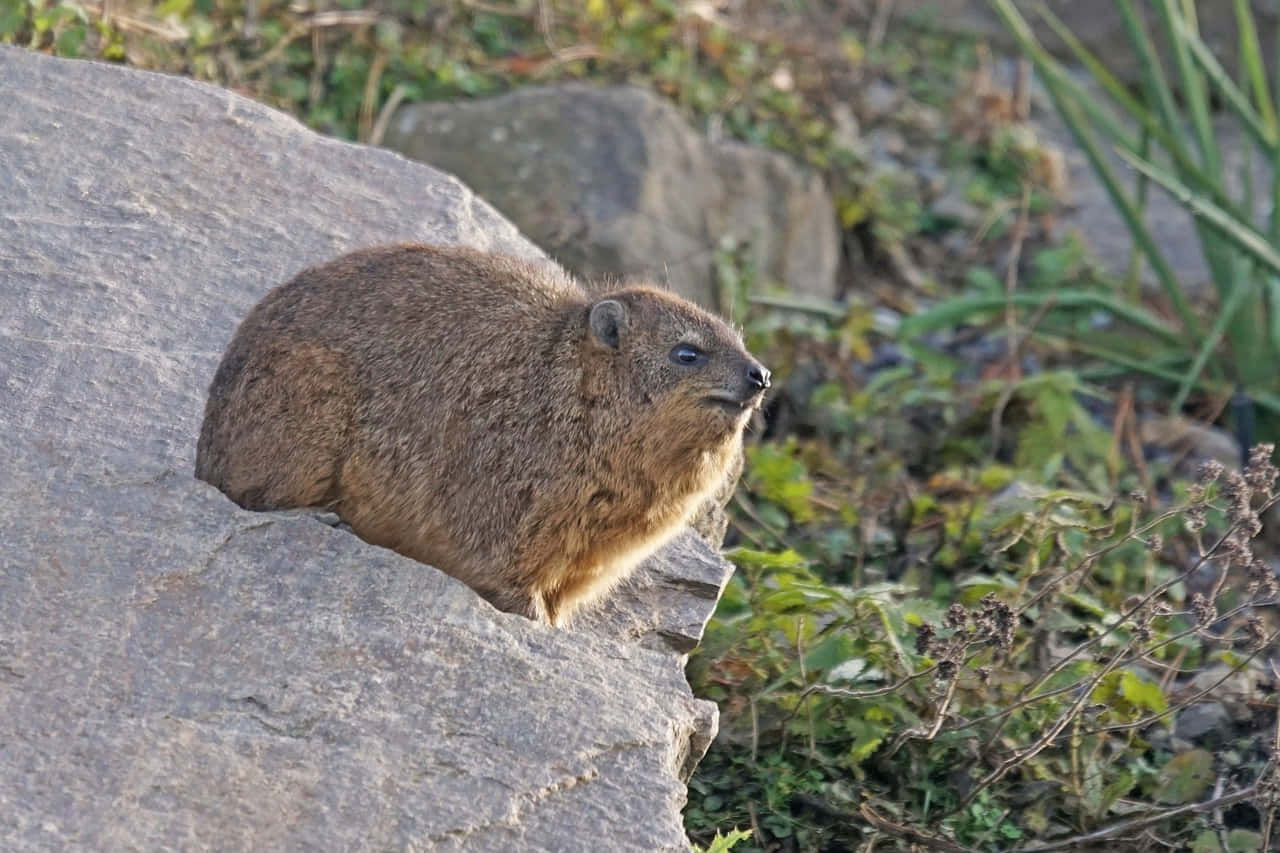 Rock Hyraxon Stone Outcrop Wallpaper