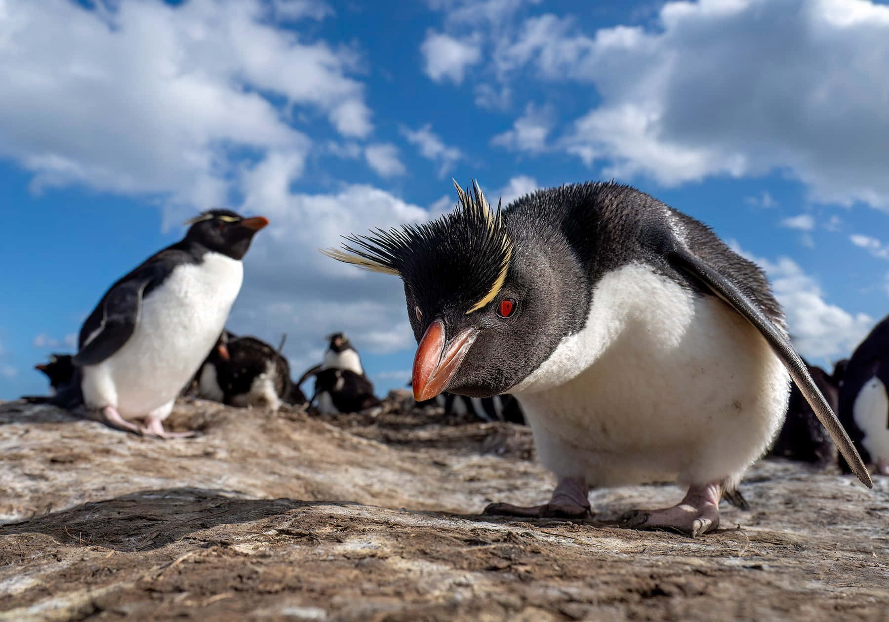 Rockhopper Penguin Close Up Wallpaper