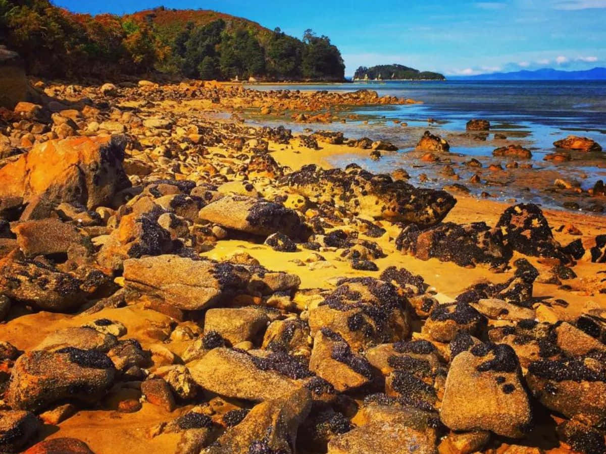 Rocky_ Shoreline_ Nelson_ New_ Zealand Wallpaper