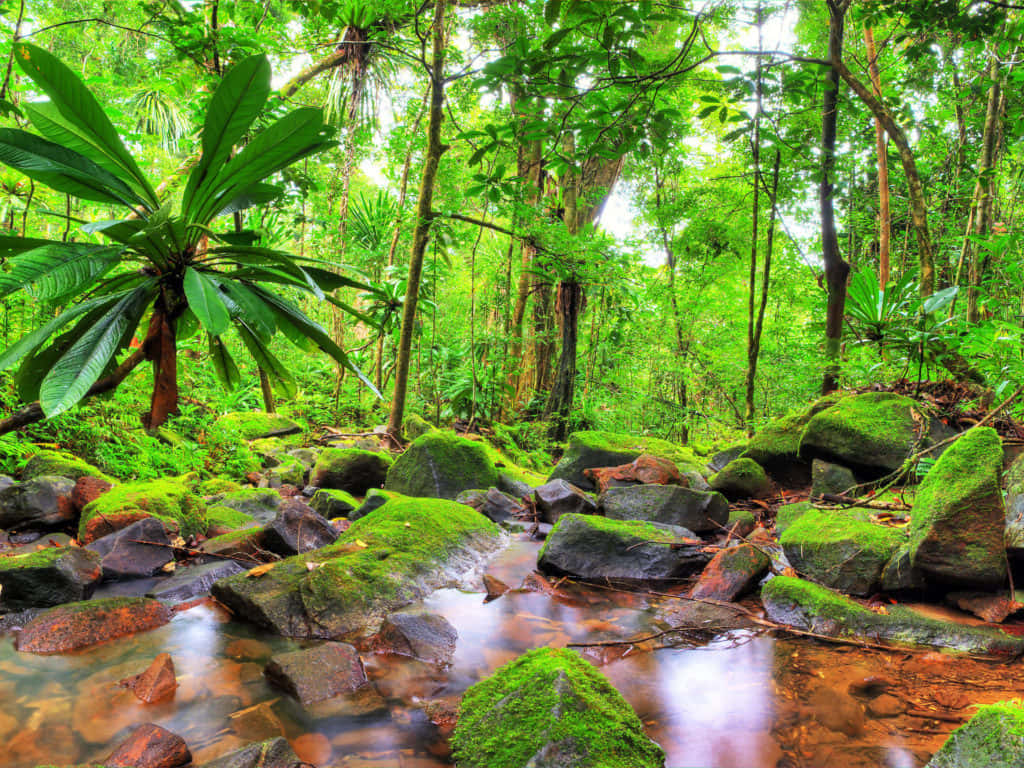 Rocky Stream Of Jungle Desktop Wallpaper