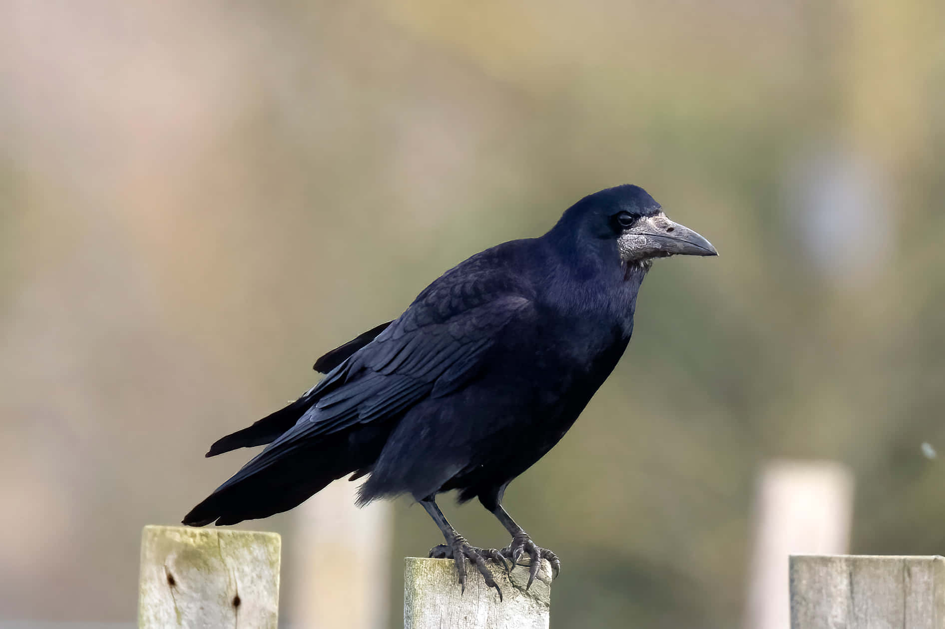 Rook Bird Perchedon Fence Wallpaper