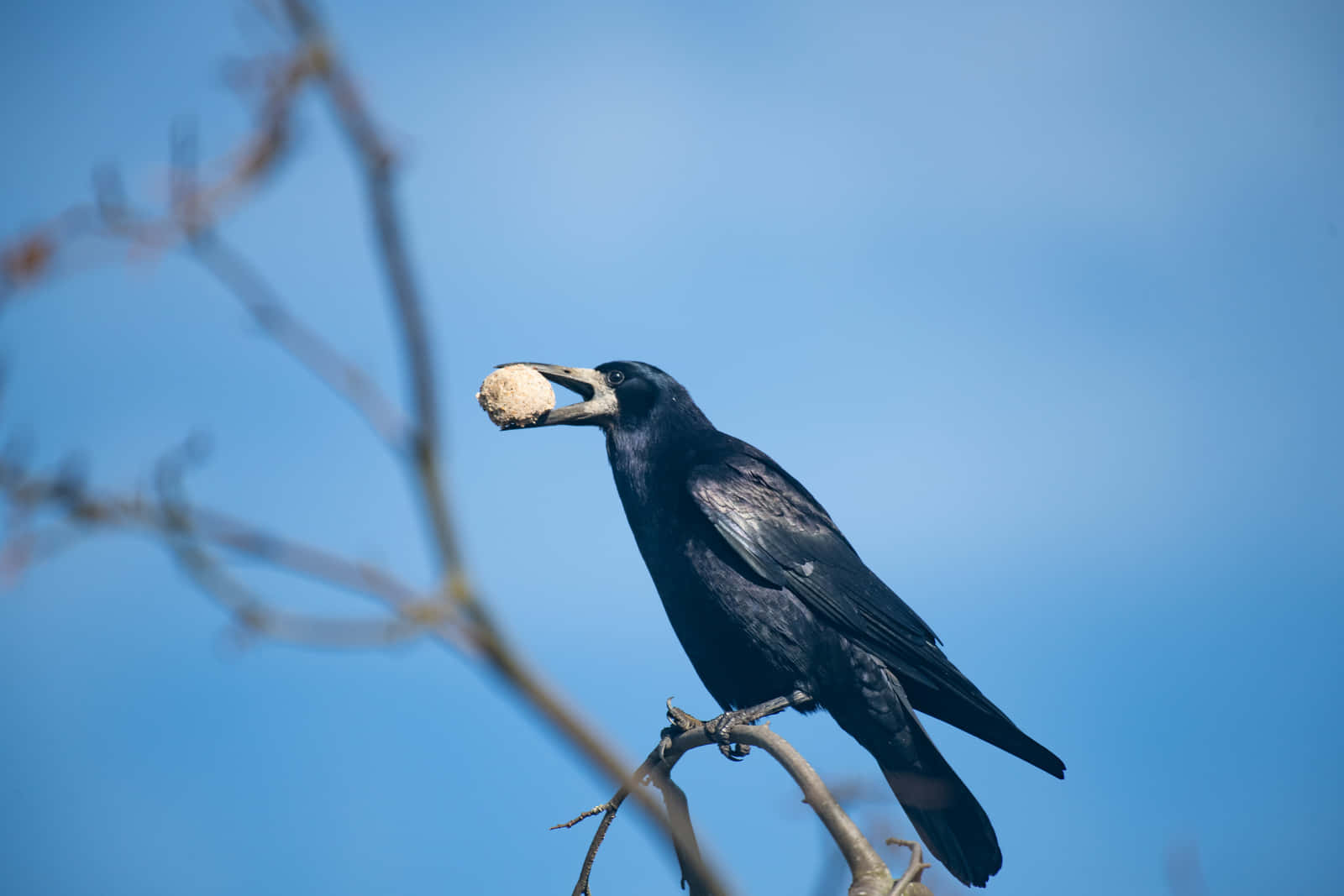 Rook_with_ Stone_in_ Beak Wallpaper