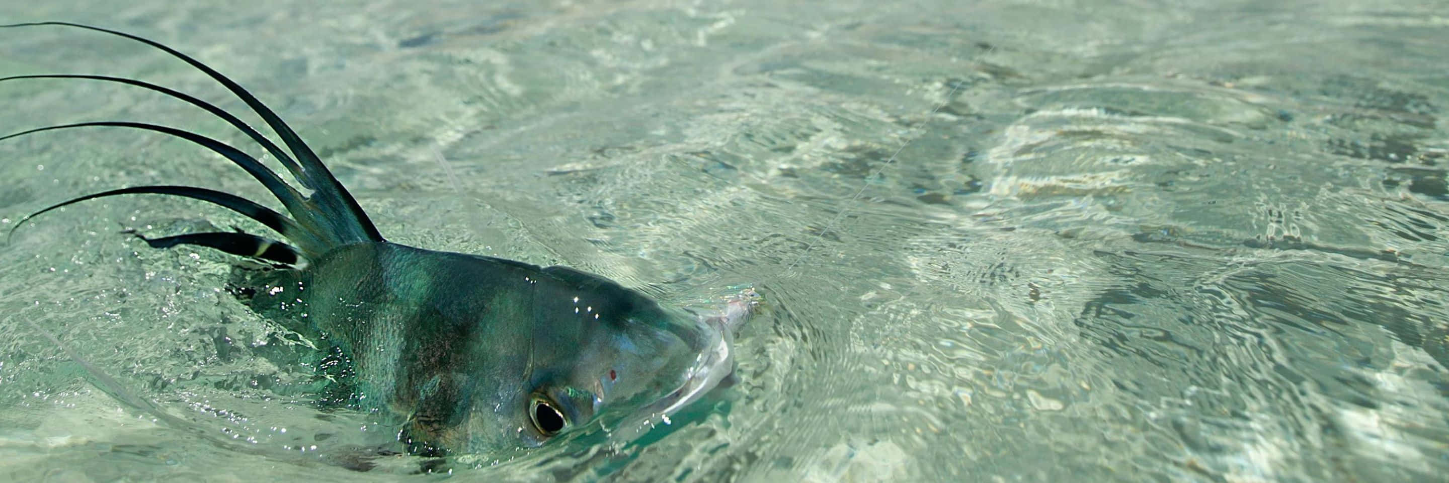 Roosterfish Swimming Crystal Clear Water.jpg Wallpaper