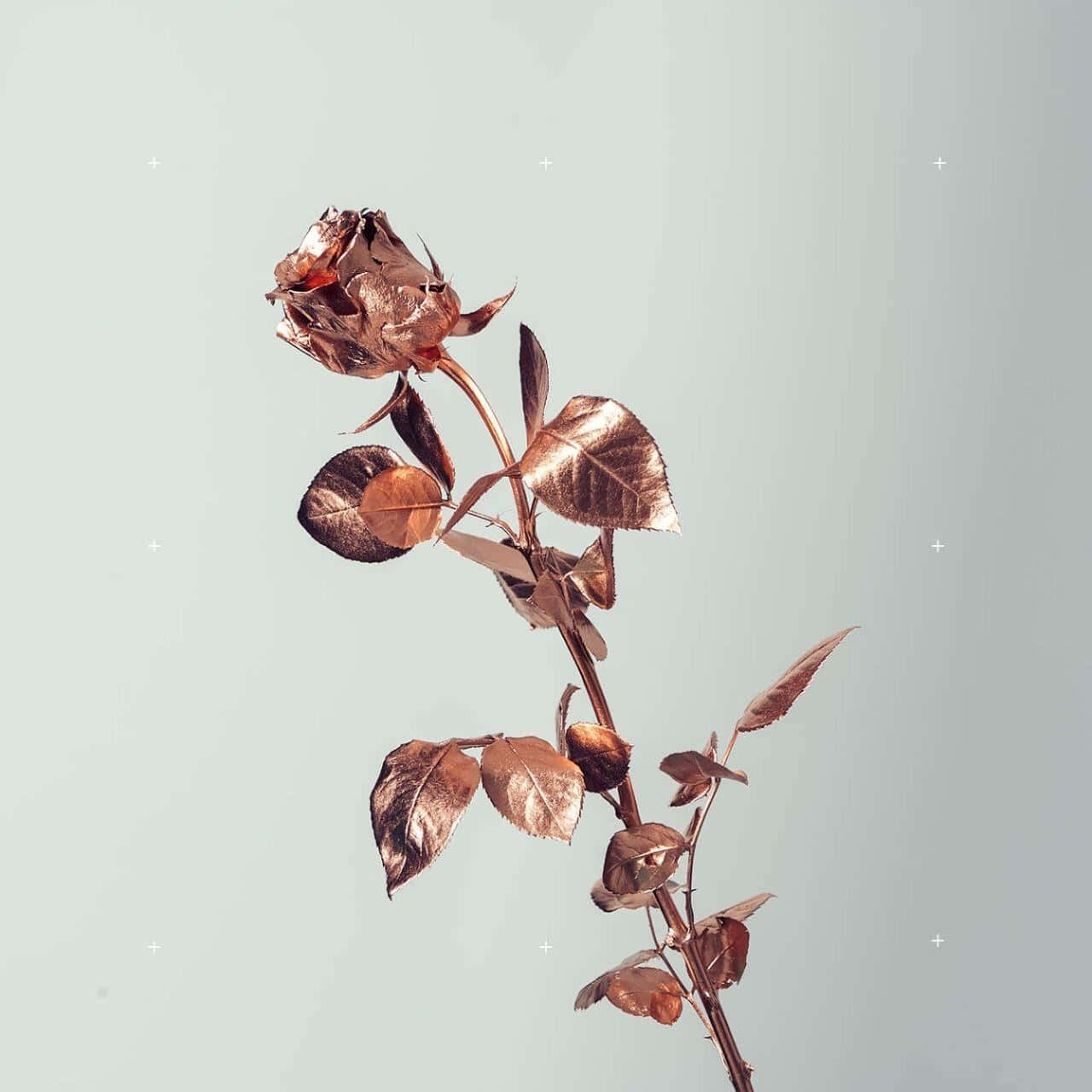 Rose Gold Metallic Rose Aesthetic Wallpaper