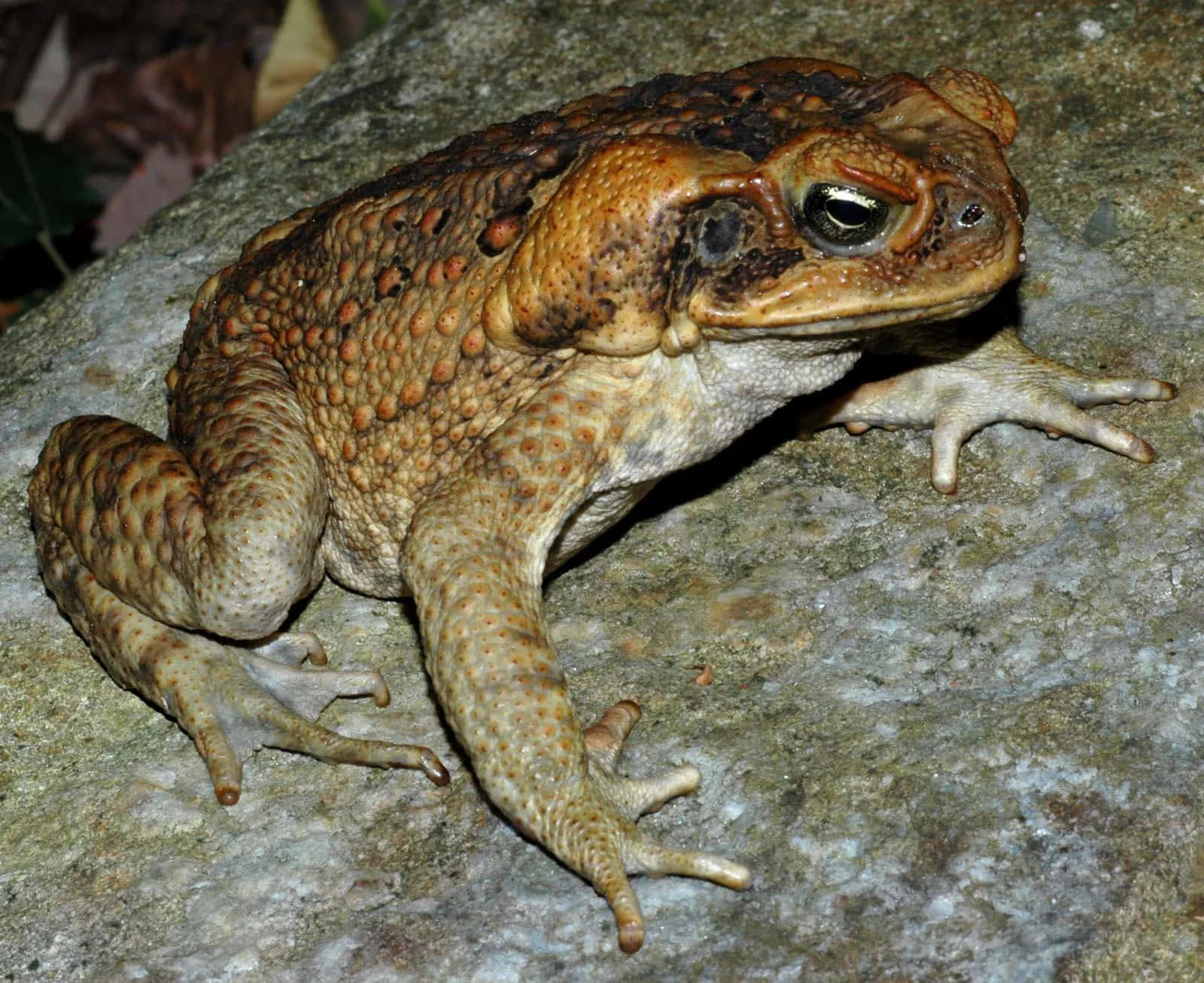 Rough Skinned Toadon Rock Wallpaper