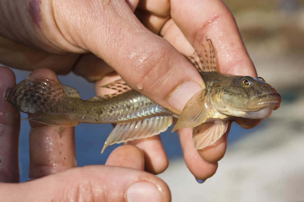 Round Goby Fish Held In Hand.jpg Wallpaper