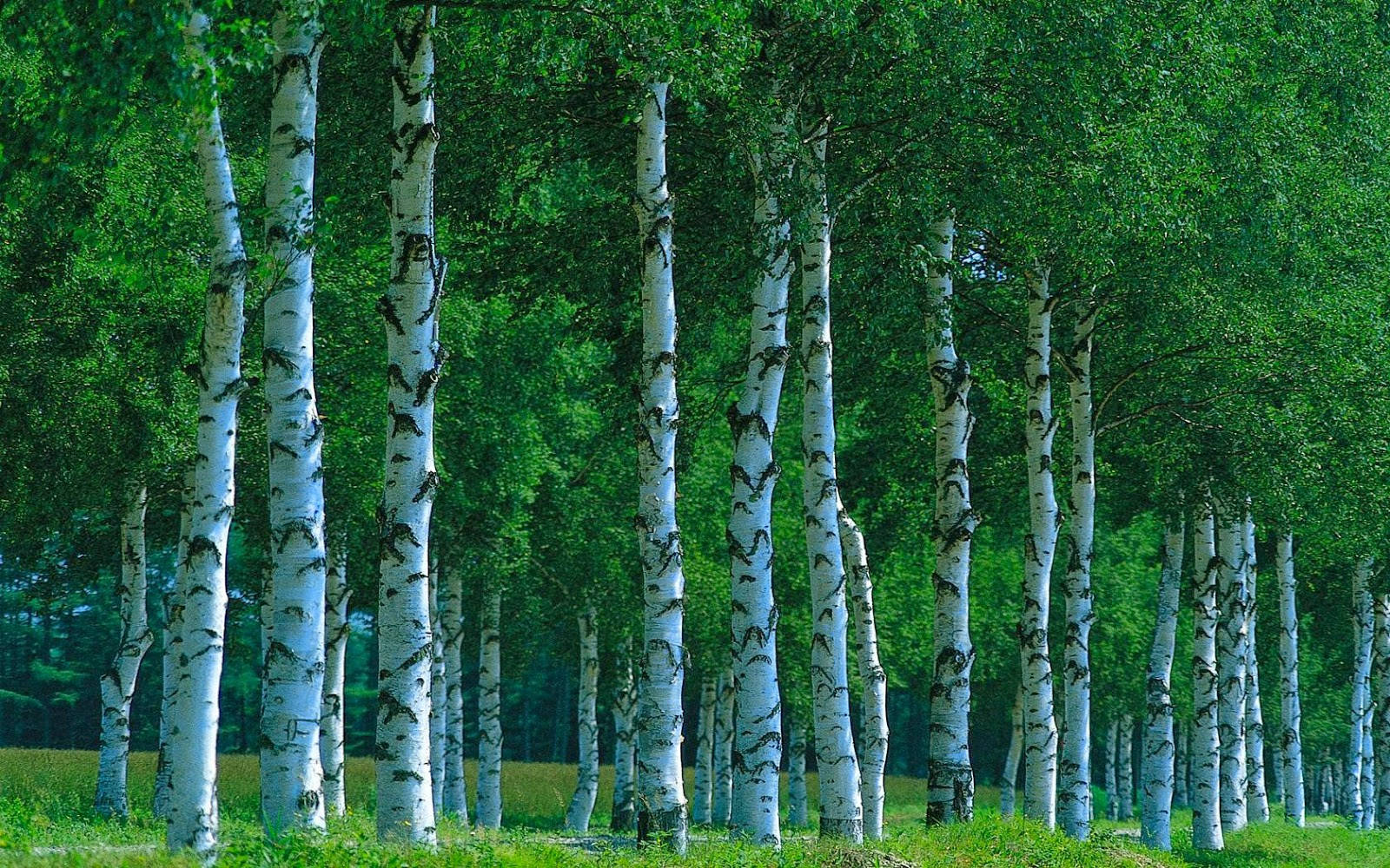 Row Japanese White Birch Tree Wallpaper