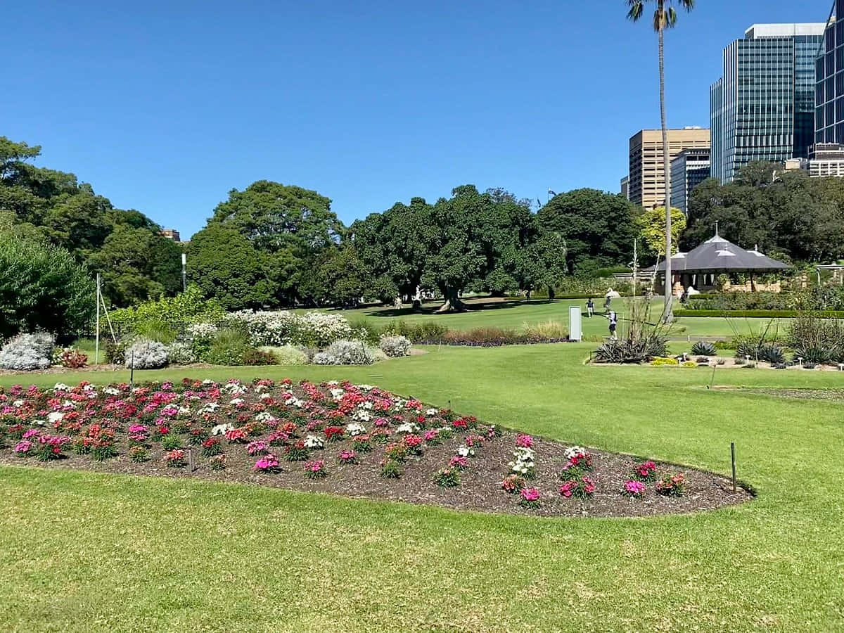 Royal Botanic Garden Sydney Floral Display Wallpaper