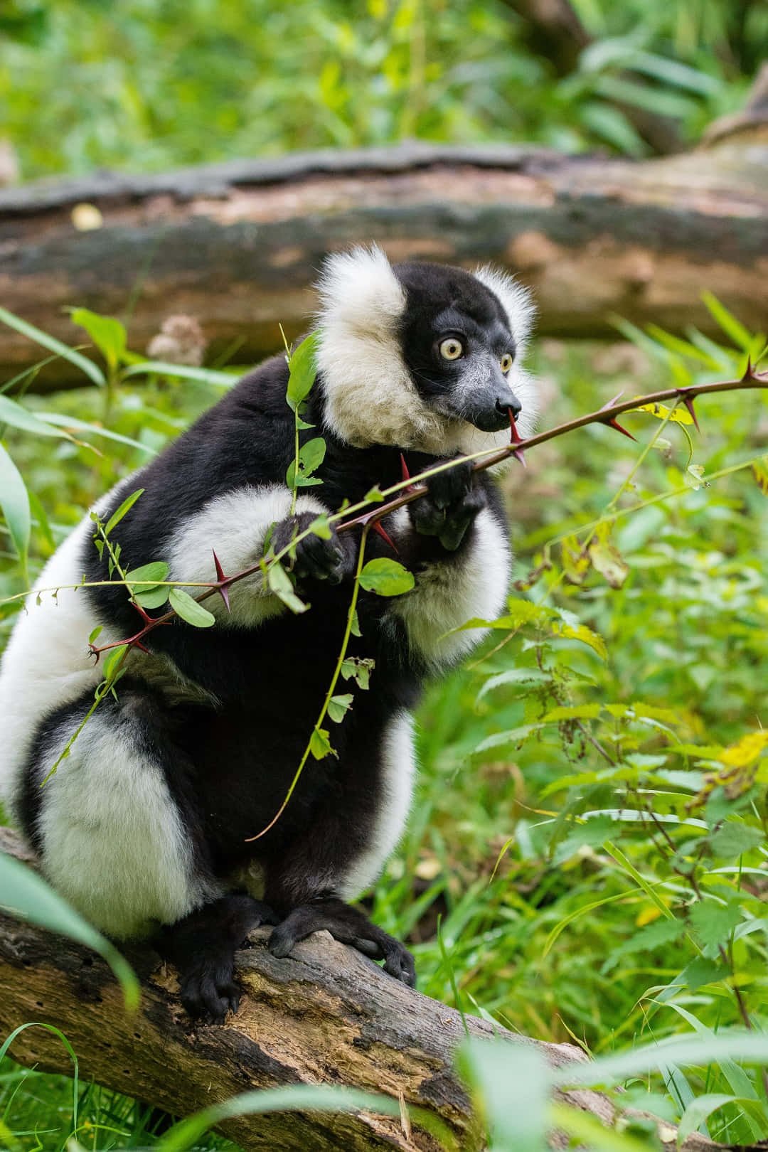 Ruffed Lemurin Natural Habitat Wallpaper