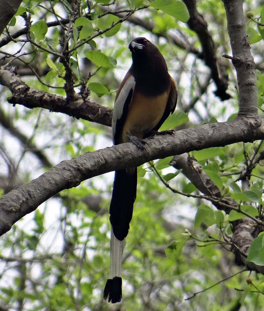 Rufous Treepie Perched In Sanctuary Wallpaper