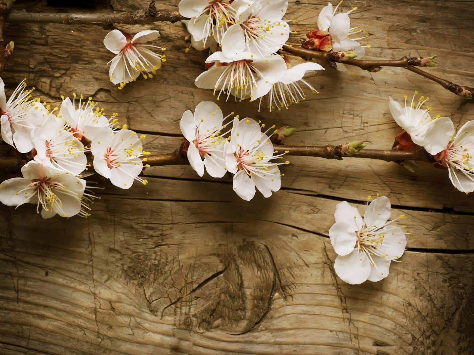 Rustic Blossom Beauty Wallpaper