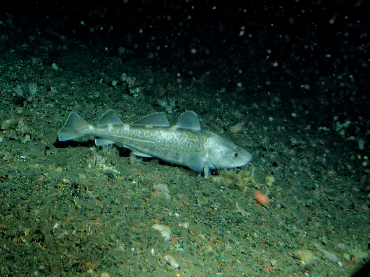 Sablefish Swimming Deep Sea Wallpaper