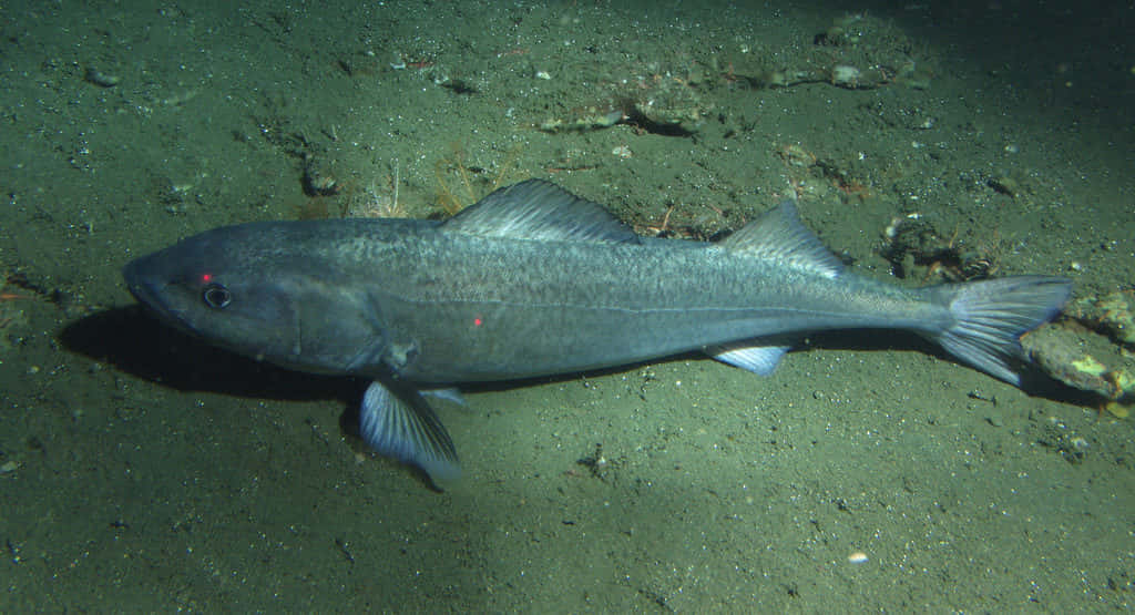 Sablefish Swimming Ocean Floor Wallpaper