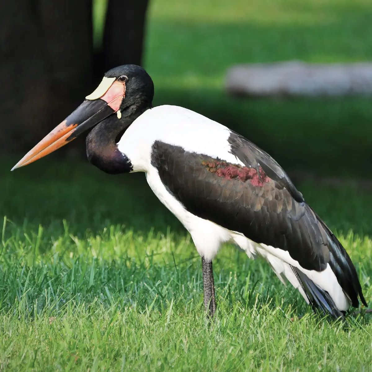 Saddlebilled Stork Standing Grass Wallpaper